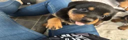 Mixed Breed dogs for sale: Rottweiler x collie pups - Advert 7