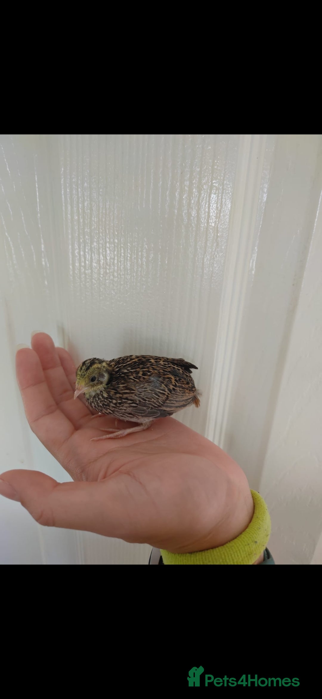 Quail poultry for sale: 8 button quail chicks for sale  - Image 6