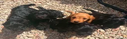 Cocker Spaniel dogs for sale: Cocker puppies  in Frome - Advert 4