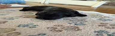 Cockapoo 4