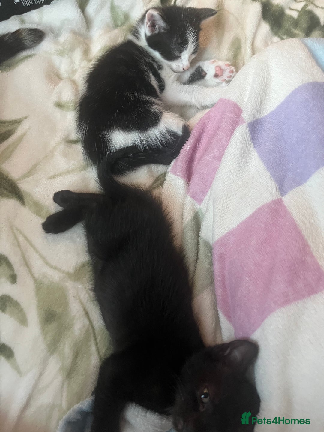 Mixed Breed cats for sale: 3 mixed male kittens for sale - Image 10