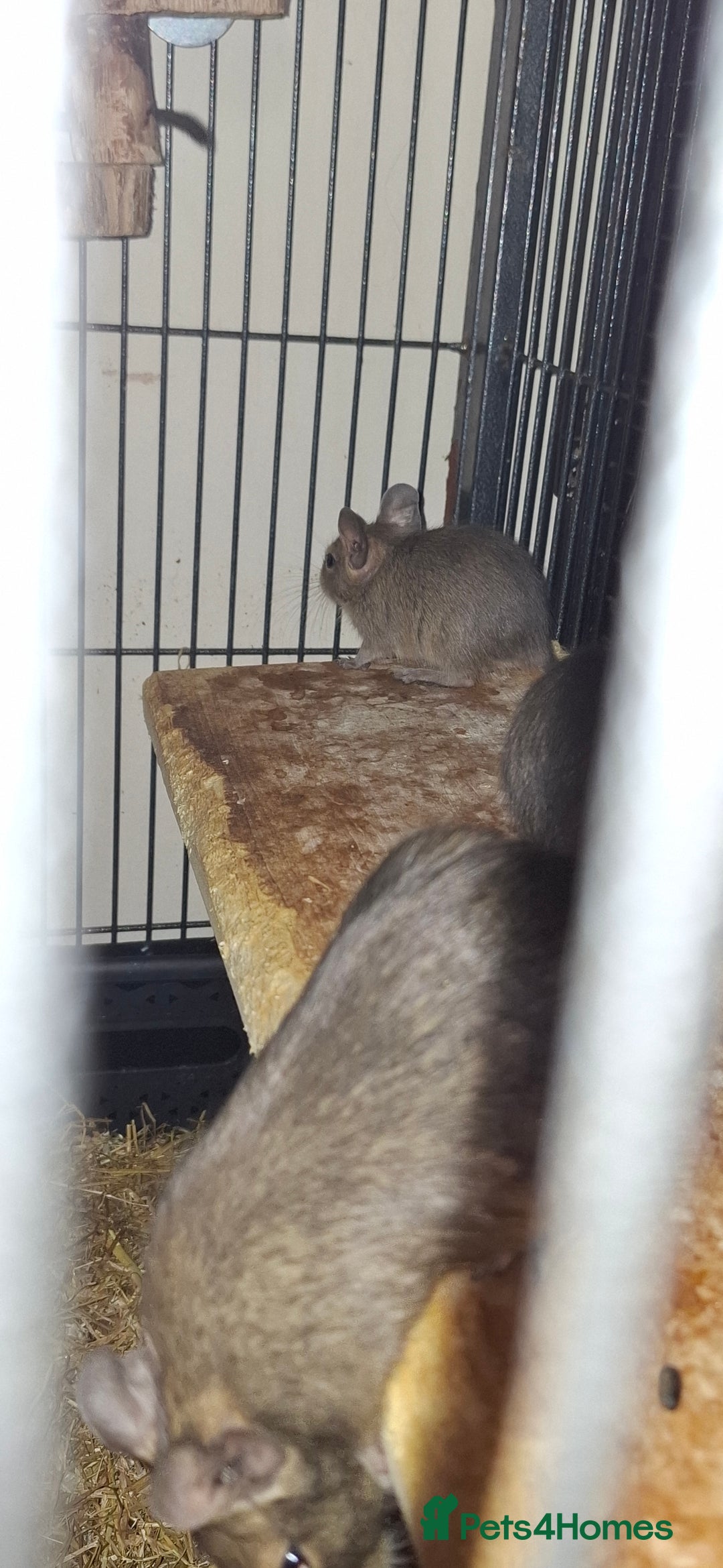 Degus rodents for sale: Degus for sale - Image 2