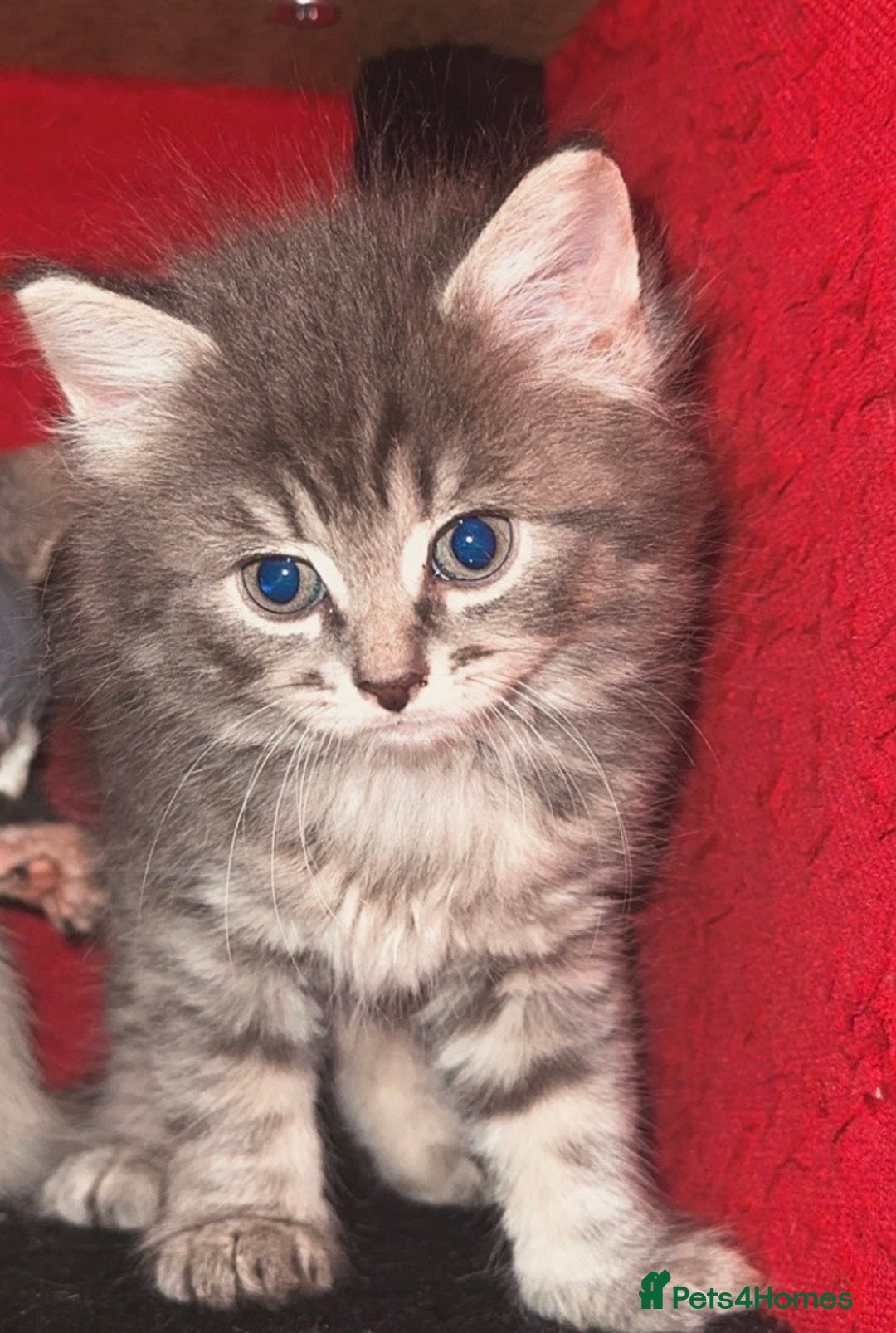 Mixed Breed cats for sale: Sphynx mixed with American curl - Advert 33