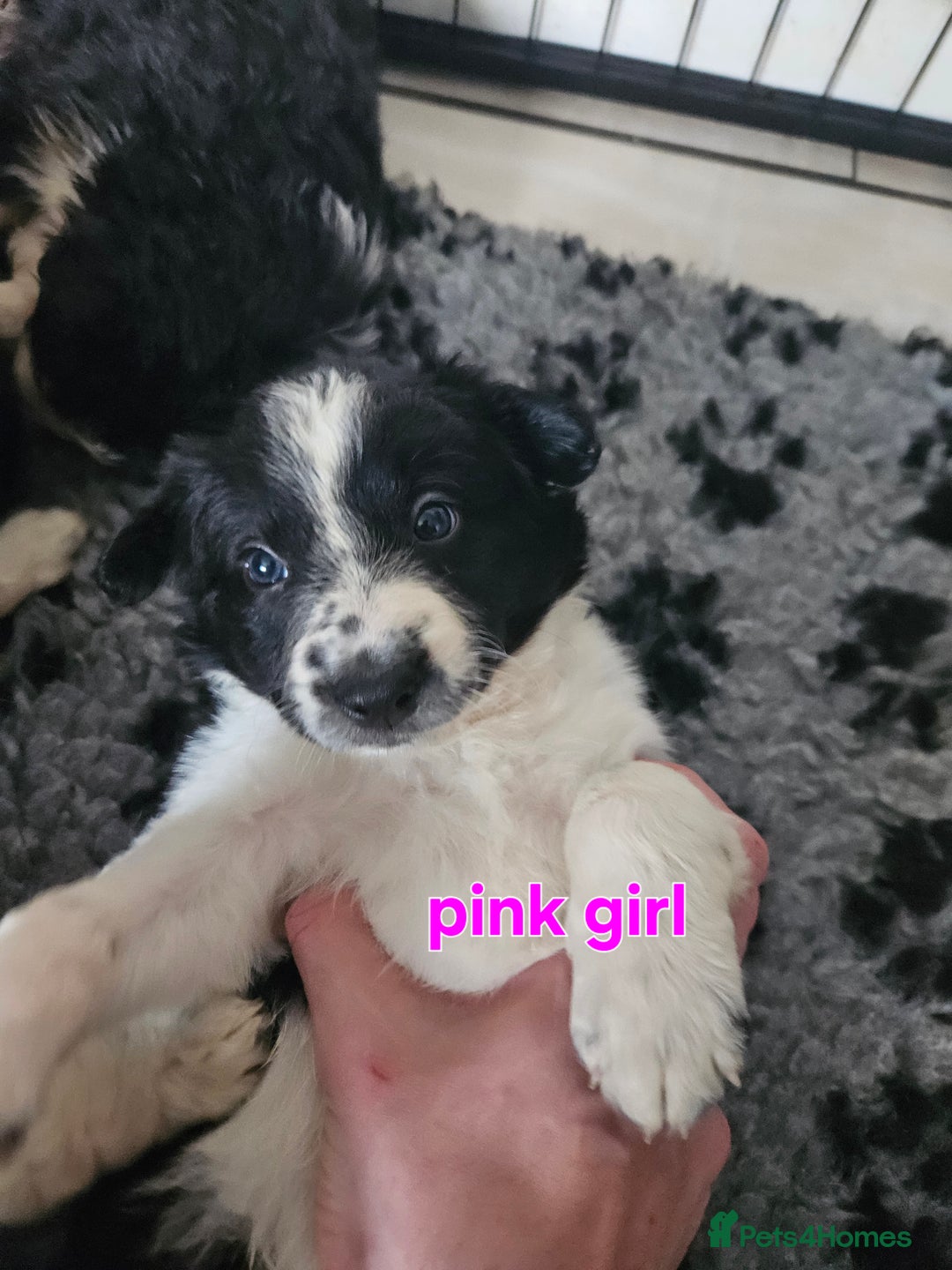 Border Collie dogs for sale: 6 Border collie pups - Advert 14