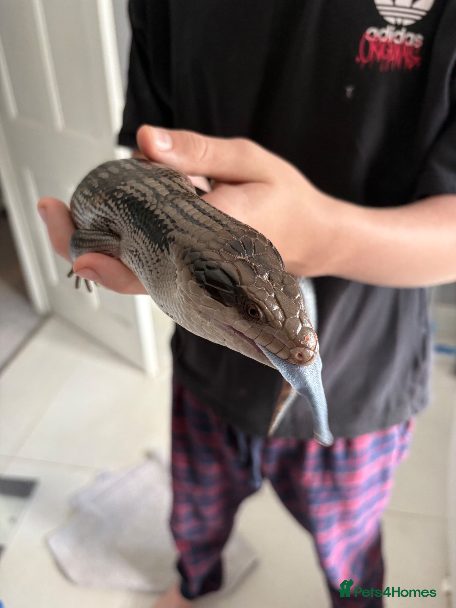 Skink reptiles Eastern Blue-Tongue Skink with Vivarium and set-up - Advert 2