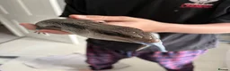 Skink reptiles for sale: Eastern Blue-Tongue Skink with Vivarium and set-up in Rickmansworth - Advert 2