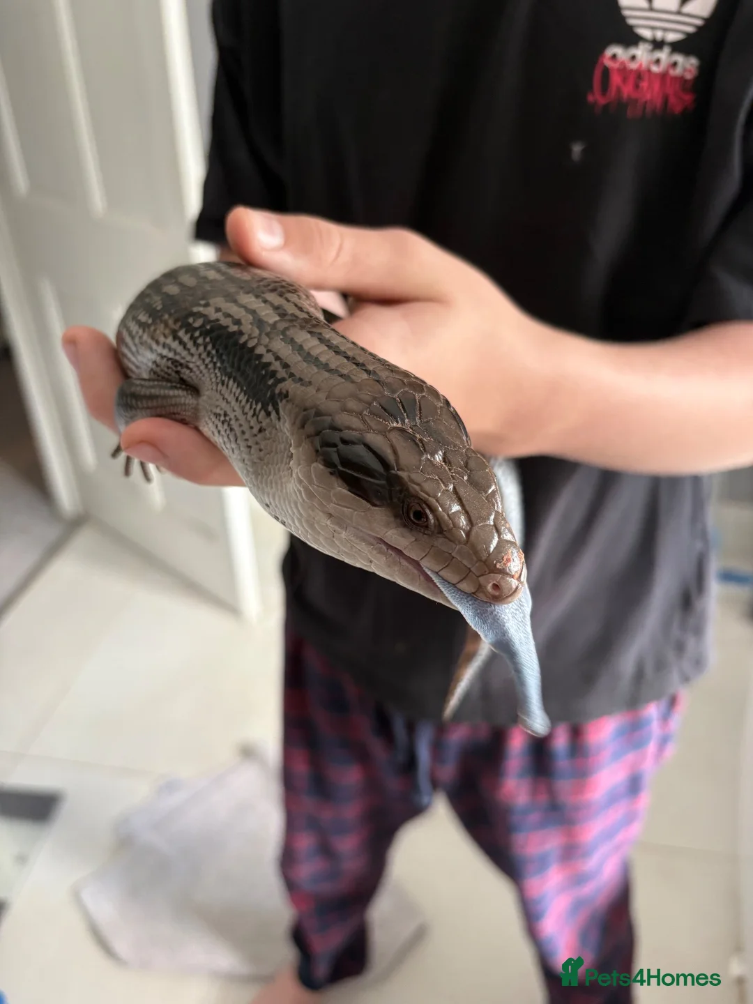 Skink reptiles for sale: Eastern Blue-Tongue Skink with Vivarium and set-up in Rickmansworth - Advert 2