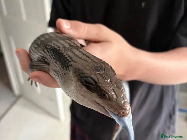 Skink reptiles for sale: Eastern Blue-Tongue Skink with Vivarium and set-up - Advert 2