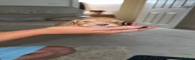 Cockapoo 1