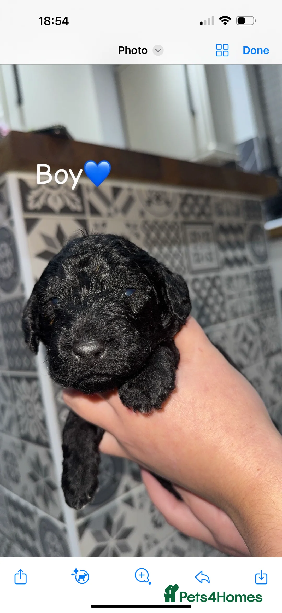 Bedlington Terrier dogs for sale: KC Registered Bedlington Terrier Pups  - Advert 4