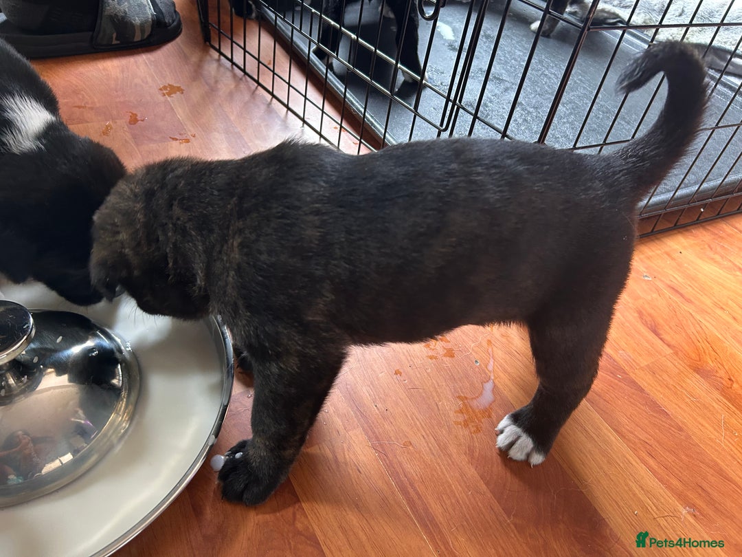 Mixed Breed dogs for sale: One puppy left, Cane Corso X Japanese Akita - Image 16