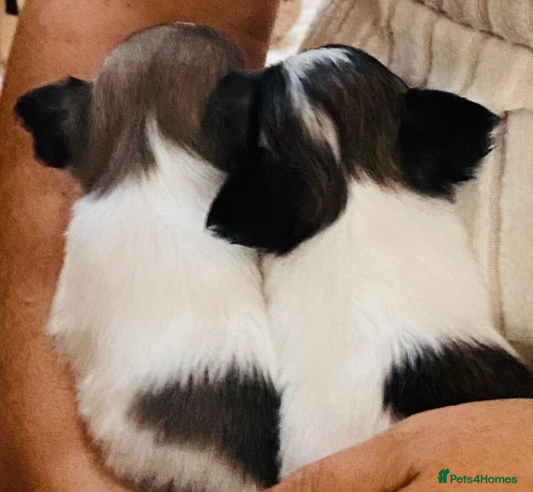 Chihuahua dogs for sale: 2 chihuahua boys left  - Image 18