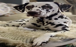 Dalmatian dogs for sale: Top quality show type Dalmatian pups 🐶  - Image 15