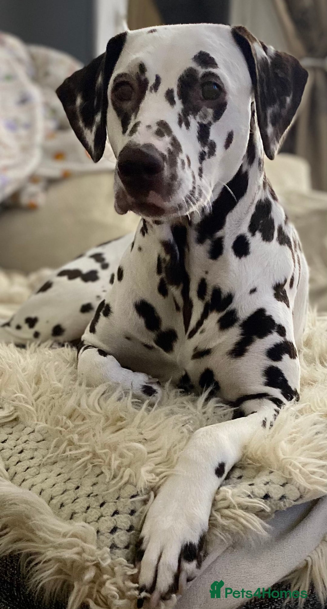 Dalmatian dogs for sale: Top quality show type Dalmatian pups 🐶  - Image 15