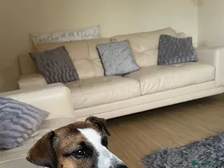 Mixed Breed dogs Jack Russell x Zoochon Puppies - Advert 1