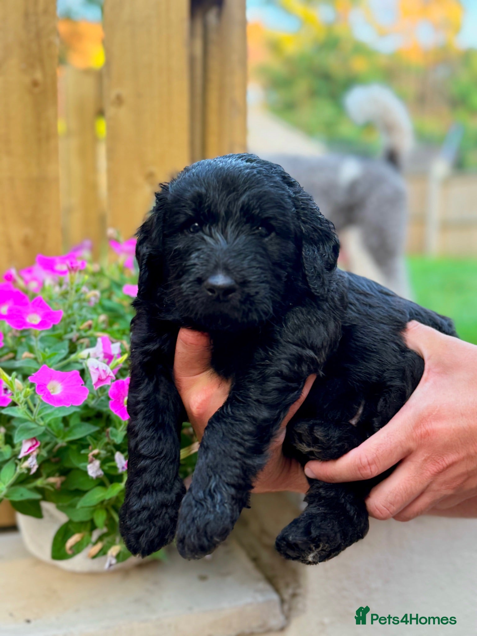 Goldendoodle dogs F1 Standard Goldendoodle Puppies  - Advert 8