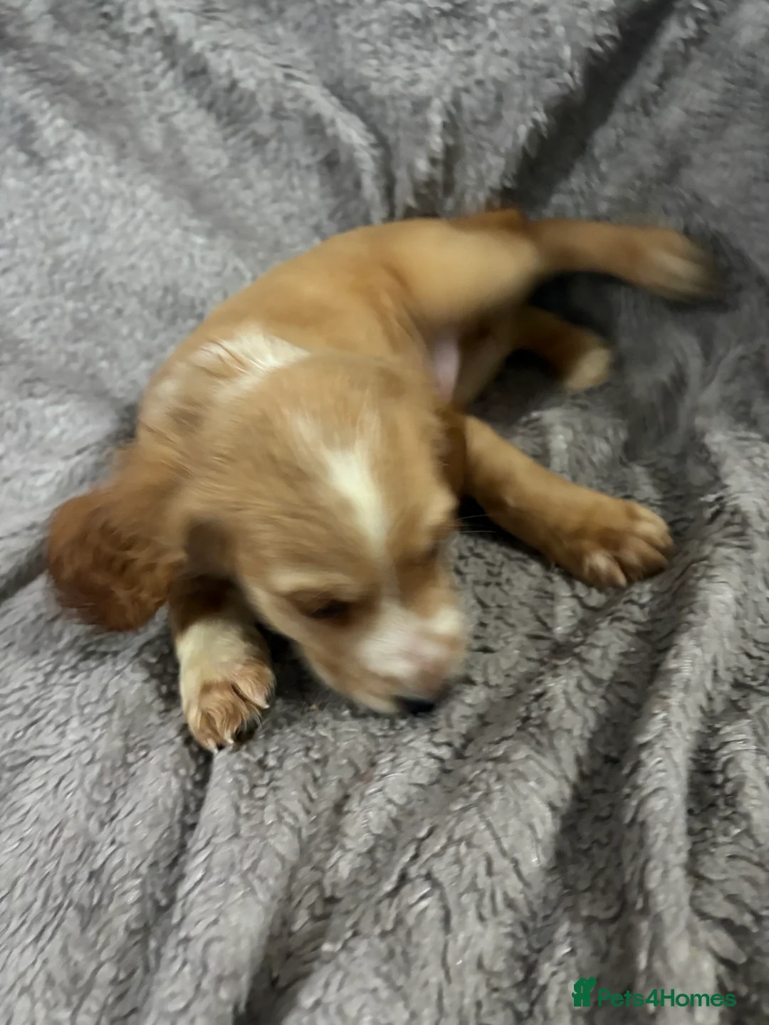 Cocker Spaniel dogs for sale: Working cocker spaniels  - Advert 5