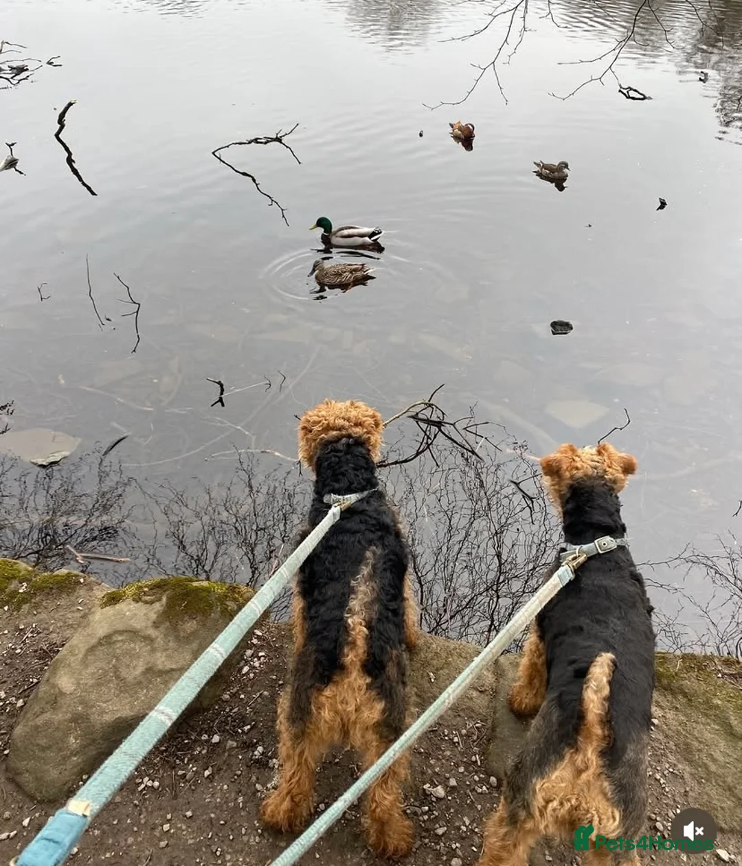 Welsh Terrier dogs for sale: PLL clear, Stunning KC reg Welsh Terrier Puppies - Advert 19
