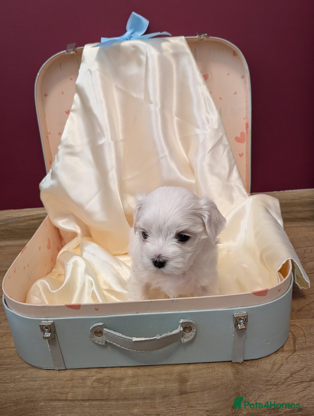 Maltese dogs for sale: Beautiful Small Size Maltese ONLY TWO PUPPIES LEFT - Image 27