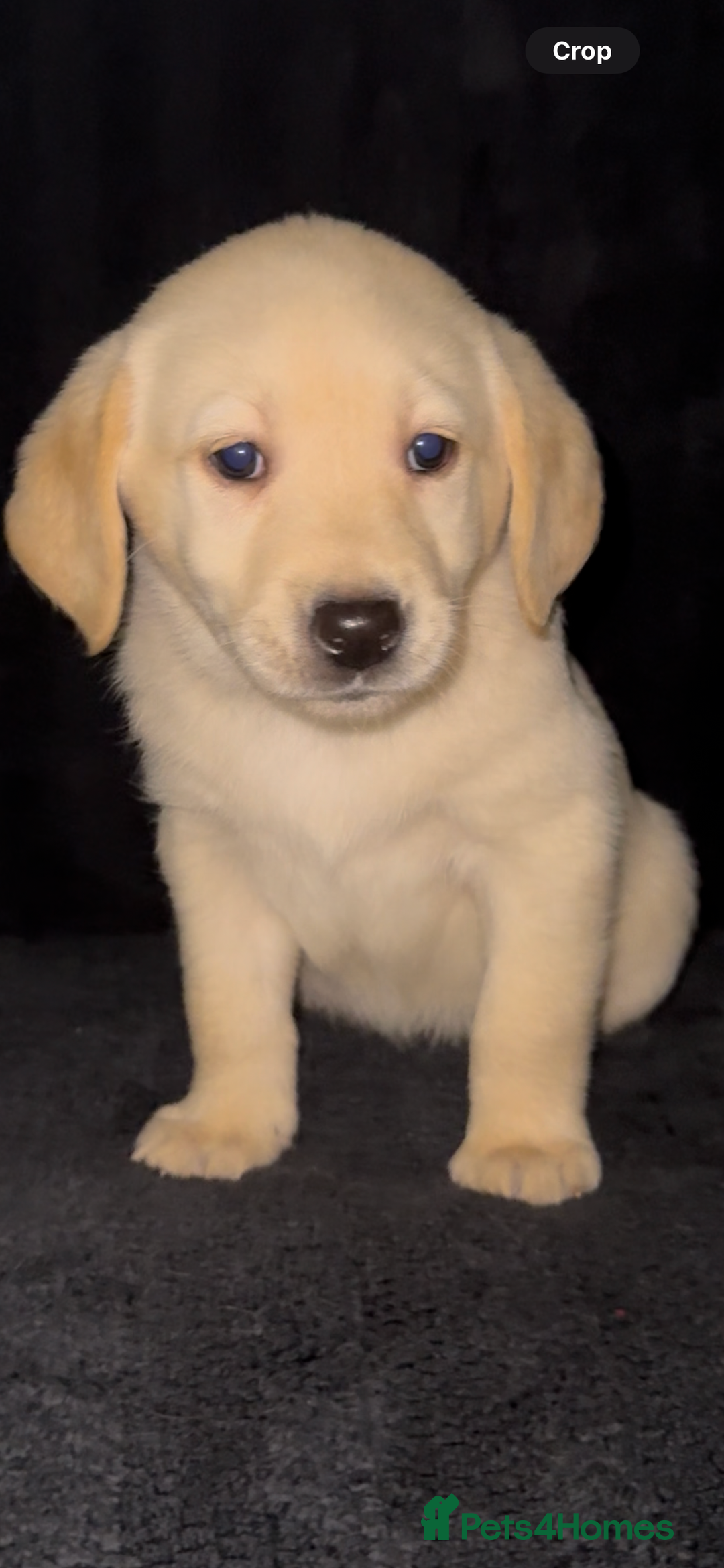 Labrador Retriever dogs for sale: ⭐️5 ADORABLE LABRADOR PUPPIES⭐️ - Advert 6