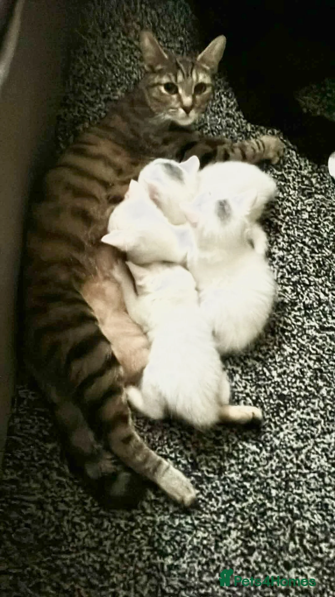 Turkish Angora cats for sale: **READY TO LEAVE** 1 Male Turkish Angora Kitten - Advert 7