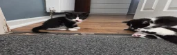 Mixed Breed cats for sale: 6 kittens ready to go to their forever home in Lincoln - Advert 10