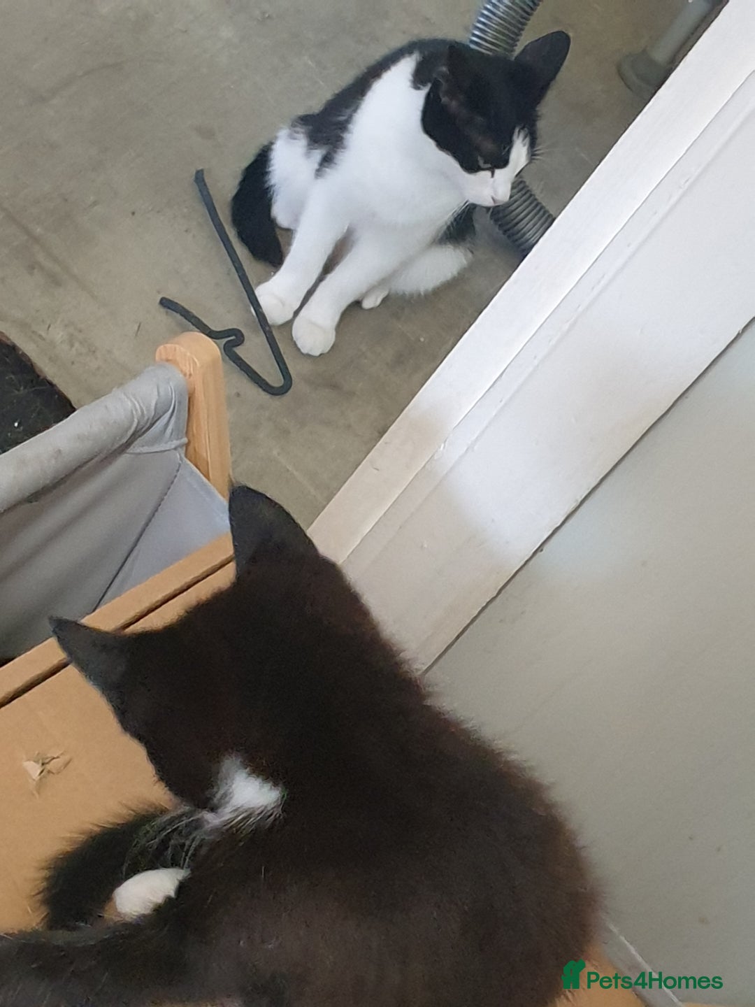 British Shorthair cats for sale: 1 boy 1 girl in London - Image 4