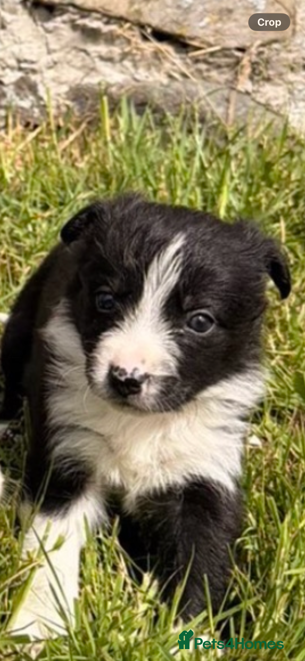 Border Collie dogs 6 Beautiful Border Collie puppies for Sale - Advert 2