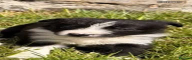Border Collie Puppy 6