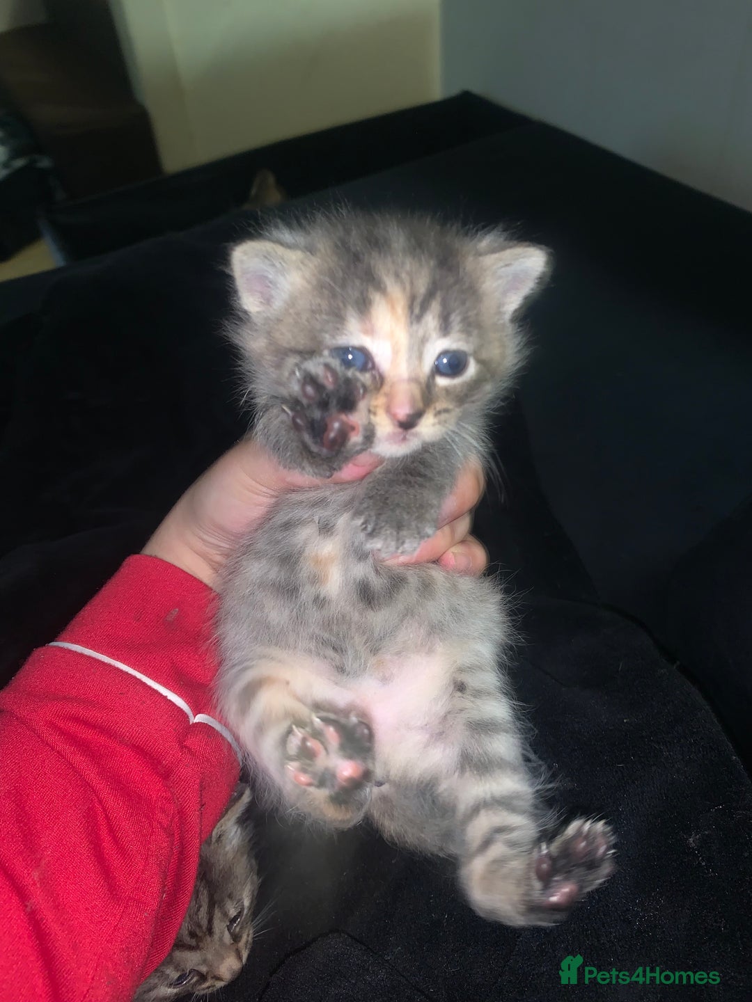 Mixed Breed cats for sale: beautiful kittens grey & ginger tortie and tabby - Advert 2