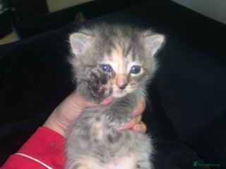 Mixed Breed cats beautiful kittens grey & ginger tortie and tabby - Advert 12