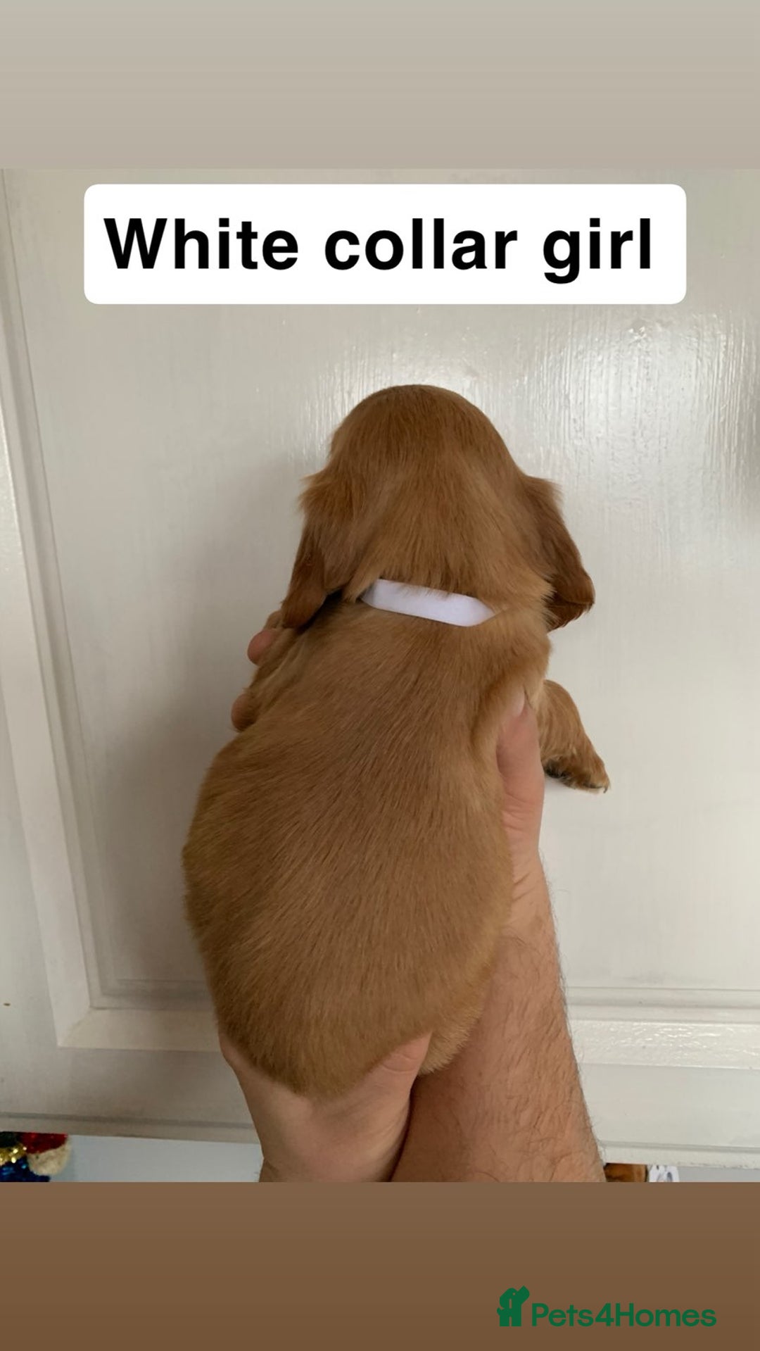 Cocker Spaniel dogs for sale: Showtype cocker spaniels  - Advert 11