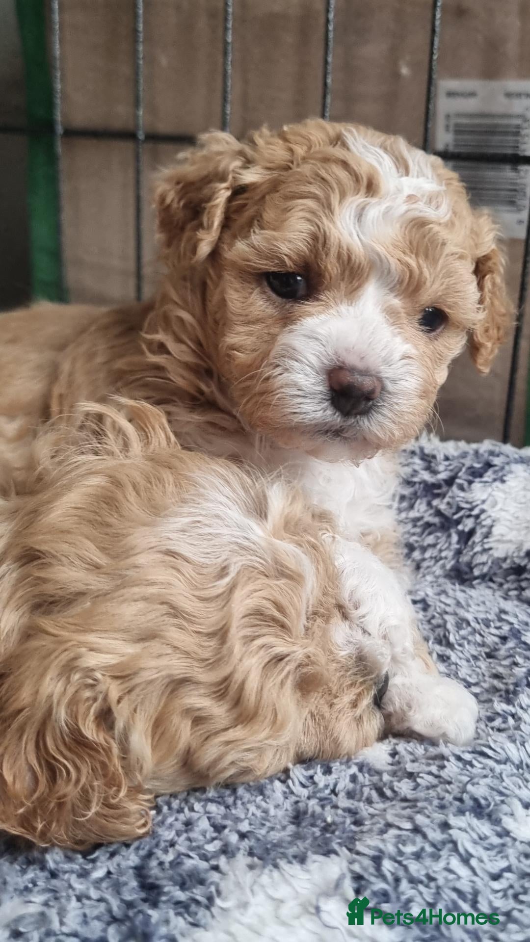 Maltipoo dogs 🐶Miniature Maltipoo,looking for Furever homes🏡  - Advert 2