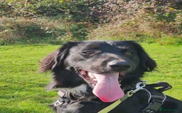 Mixed Breed dogs for sale: Sprollie pup - Image 2