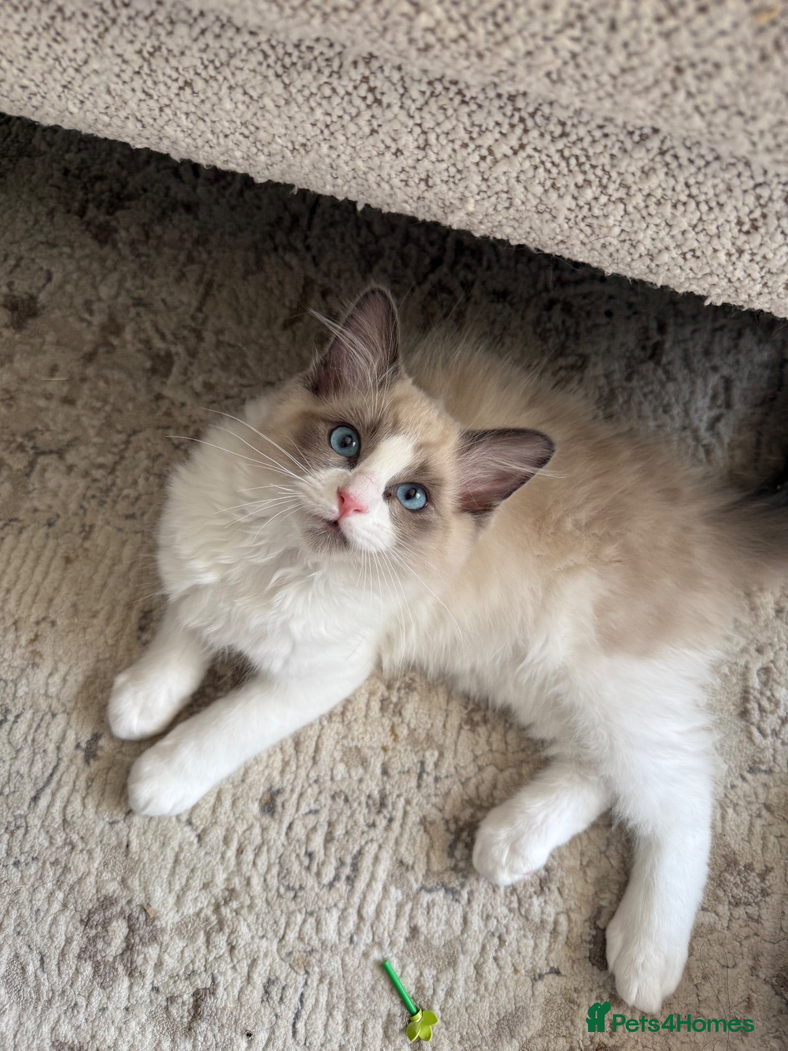 Ragdoll cats Ready To Leave Pure Bred Ragdolls - Advert 1