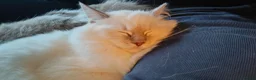 Ragdoll cats for sale: 5 Month Ragdoll Lilac Lynx in Stockport - Advert 5