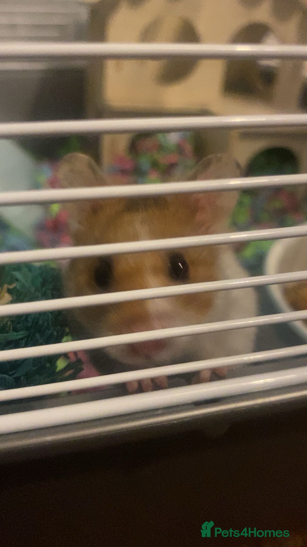 Hamster rodents for sale: Syrian  Hamster(with cage, food etc. - Advert 3