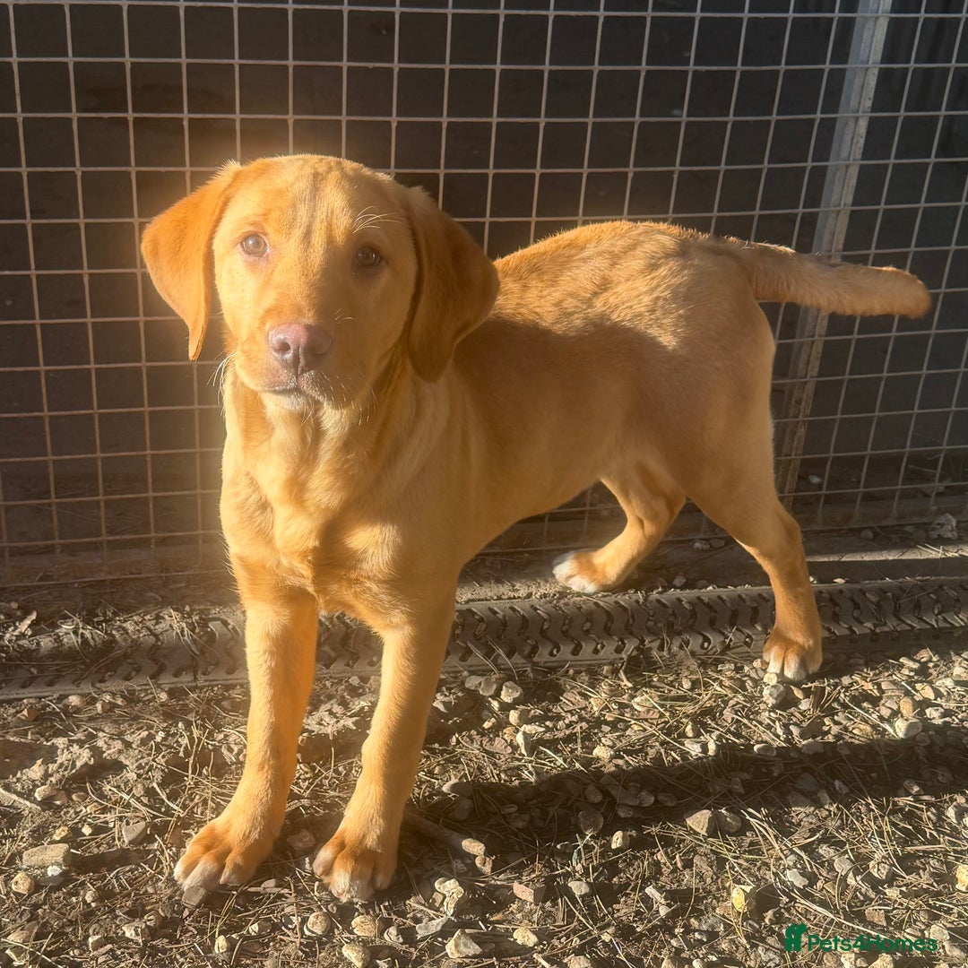 Labrador Retriever dogs for sale: Roger the Fox Red Lab - Advert 12