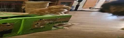 Mixed Breed cats for sale: Cute kittens looking for a new home  - Advert 9