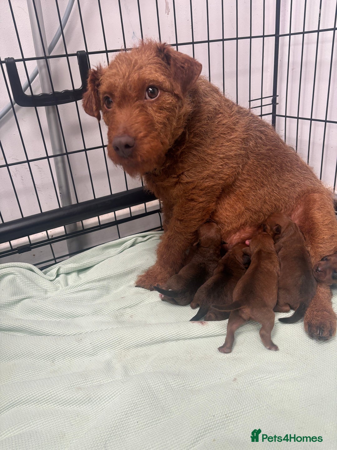 Mixed Breed dogs for sale: X3 Terrier Boys ready now - Image 7