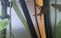 Sharks fish for sale: Silver Sharks  - Image 2