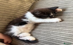 Maine Coon cats for sale: MaineCoon Female Kitten 🩷 - Image 4