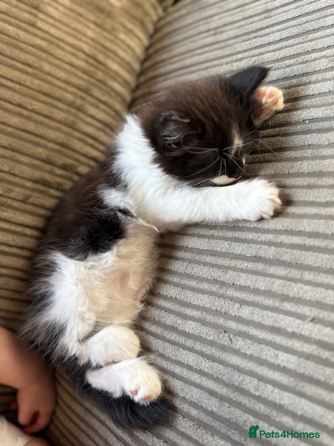 Maine Coon cats for sale: MaineCoon Female Kitten 🩷 - Image 4