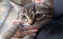 Mixed Breed cats for sale: Mixed breed kittens for sale! - Image 8