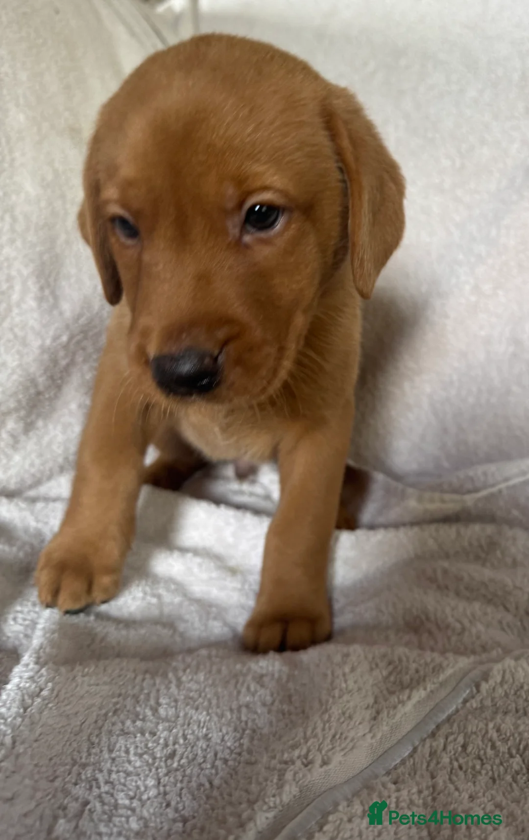 Labrador Retriever dogs for sale: Fox red Labrador - Advert 28