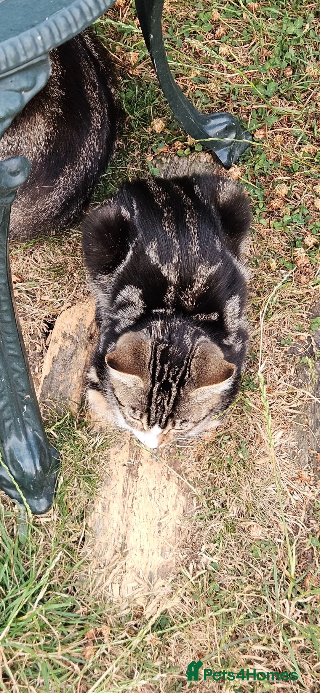 Mixed Breed cats for sale: Little princess  in Sittingbourne - Advert 6