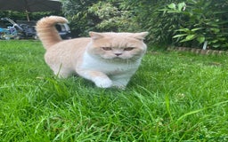 British Shorthair cats for sale: GCCF Registered Championship Line BSH Kittens - Image 19