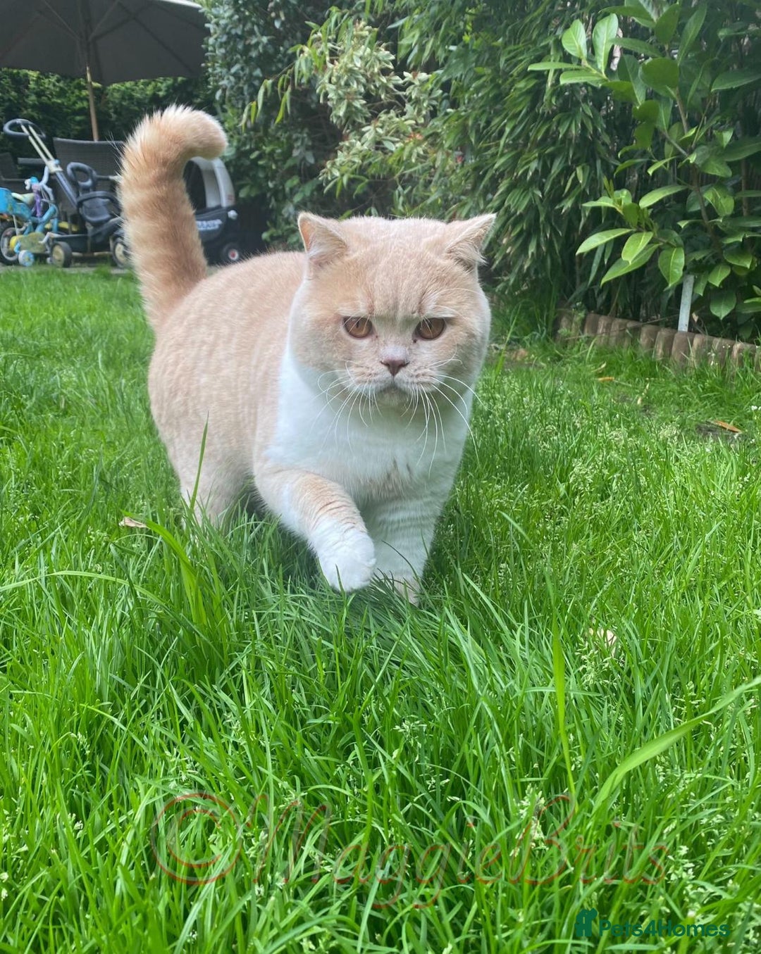 British Shorthair cats for sale: GCCF Registered Championship Line BSH Kittens - Image 19