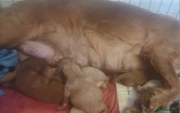 Cockapoo dogs for sale: cocker Spaniel puppies  - Image 5