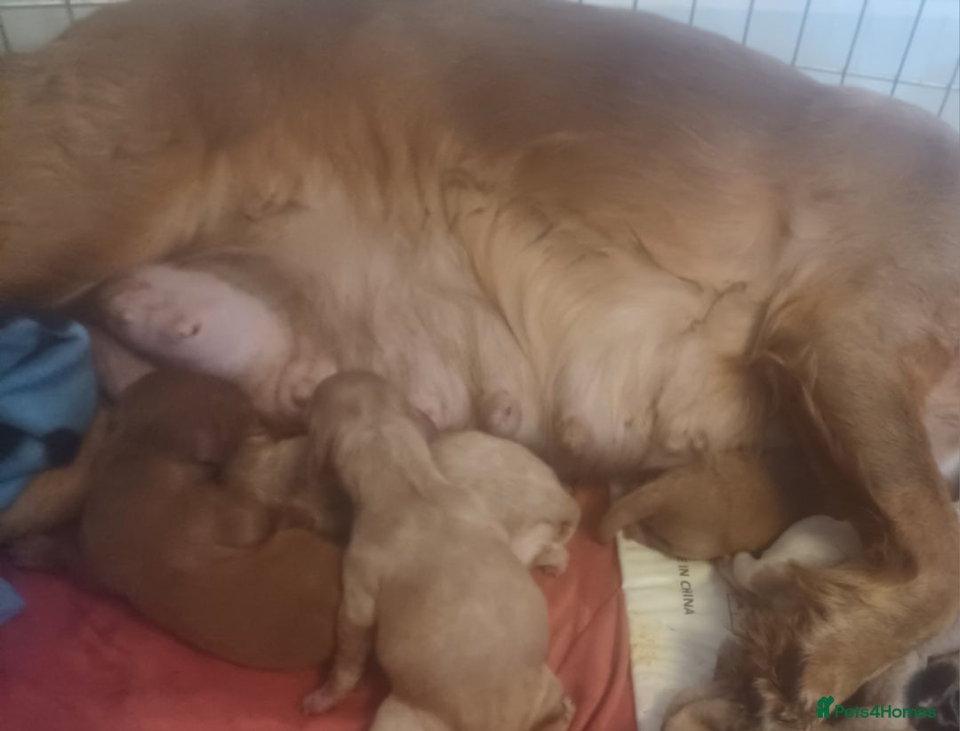 Cockapoo dogs for sale: cocker Spaniel puppies  - Image 5